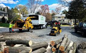 Best Palm Tree Trimming  in Peru, IL